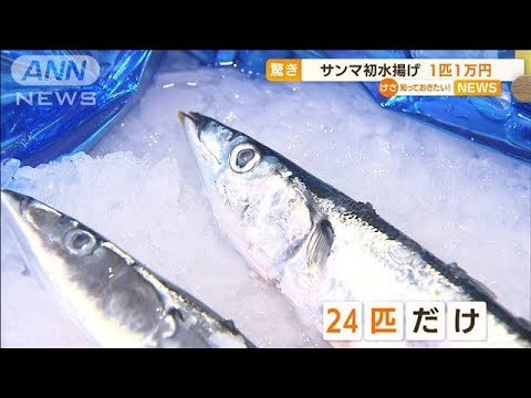 サンマ初水揚げ　24匹だけ…驚きの高値“1匹1万円”(2022年7月15日)