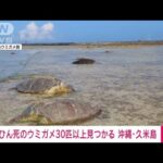 【速報】ウミガメ30匹以上“刃物”で刺されたような傷　沖縄・久米島(2022年7月15日)