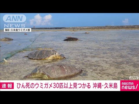 【速報】ウミガメ30匹以上“刃物”で刺されたような傷　沖縄・久米島(2022年7月15日)