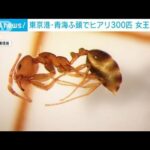 東京港・青海ふ頭でヒアリ約300匹　女王アリも見つかる(2022年7月15日)