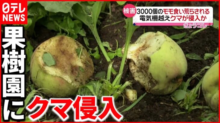 【被害】約3100個のモモが食い荒らされる 電気柵越えクマが侵入か