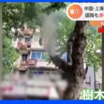 中国で猛暑　上海では観測史上最高の40.9度観測　樹木が自然発火、道路も歩けないほど高温に　ヨーロッパ南部でも40度越えの猛暑続く｜TBS NEWS DIG