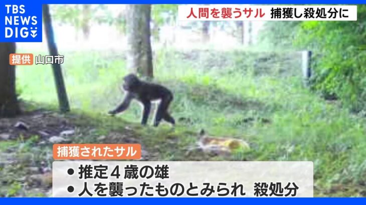 49人がケガ　人を襲ったオス猿が捕獲され殺処分に　山口市 ｜TBS NEWS DIG