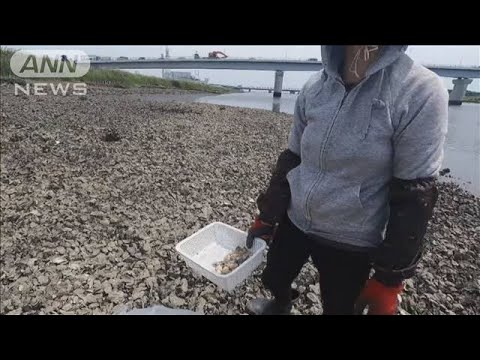 河口に牡蠣の殻不法投棄か　中国人5人を書類送検へ(2022年7月11日)