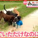 【まさか】5匹の犬が男の子を救出？ 頑張る姿に思わず笑顔 タイ