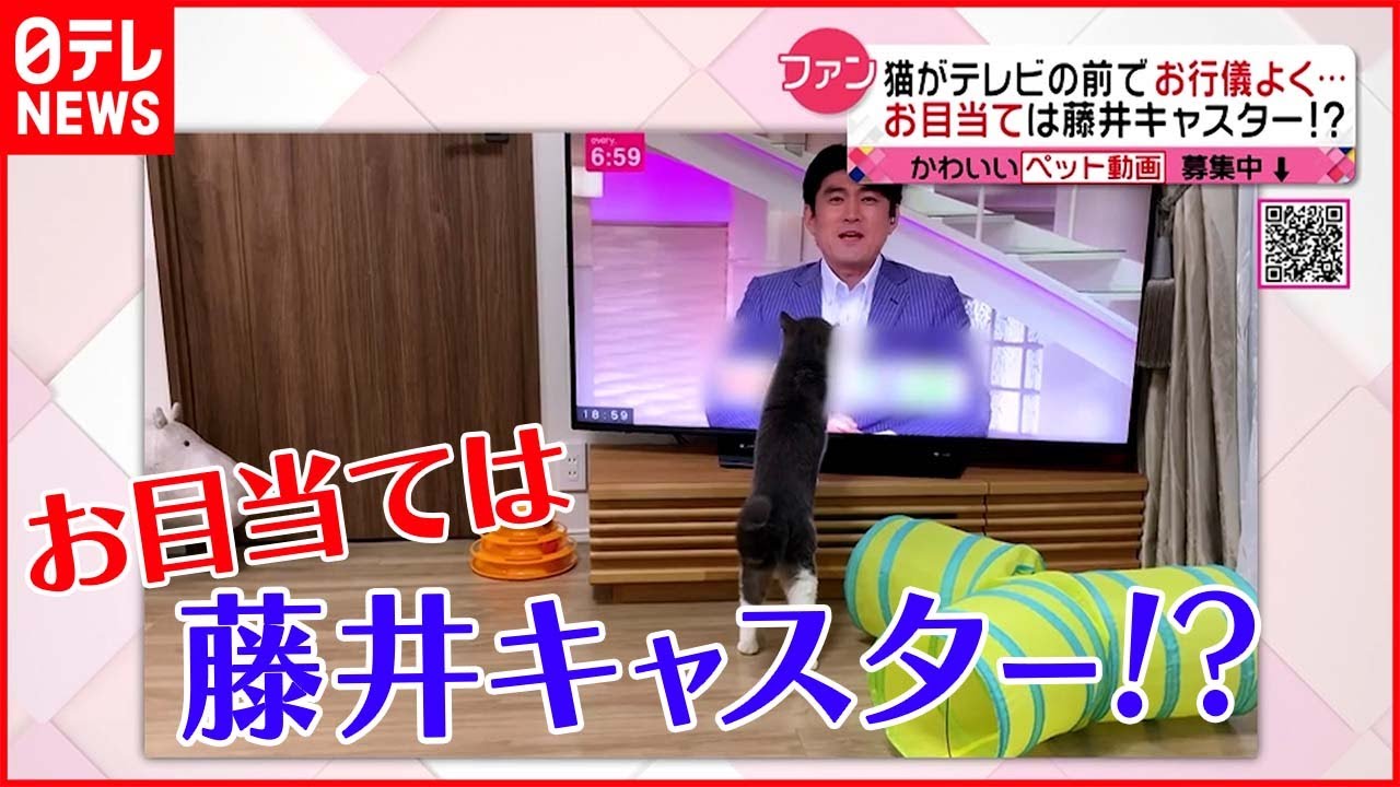 【every.の大ファン!?】にゃん太くんのお目当ては…