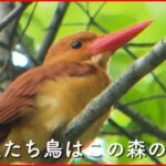 【NNNドキュメント】”幻の鳥”が棲む森 鳥と人の共生を目指す館長の思い　NNNセレクション