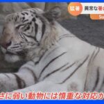 動物園の暑さ対策【SUNトピ】｜TBS NEWS DIG