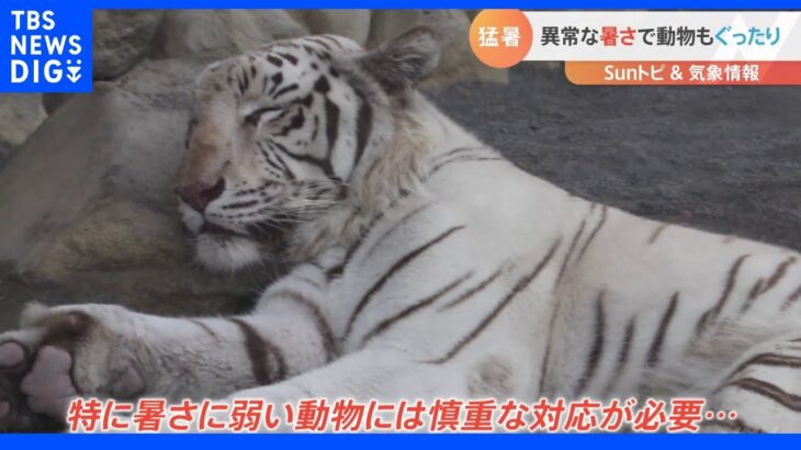 動物園の暑さ対策【SUNトピ】｜TBS NEWS DIG
