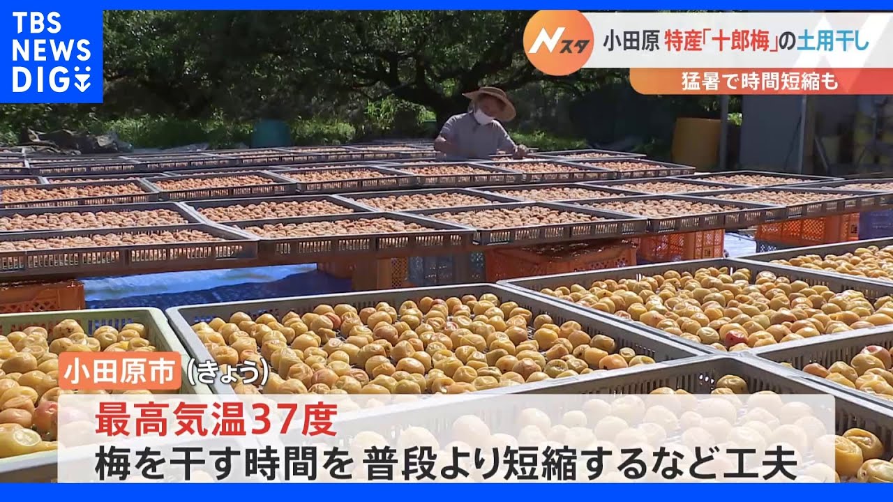 小田原梅の土用干し　猛暑で時間短縮も｜TBS&nbsp;NEWS&nbsp;DIG