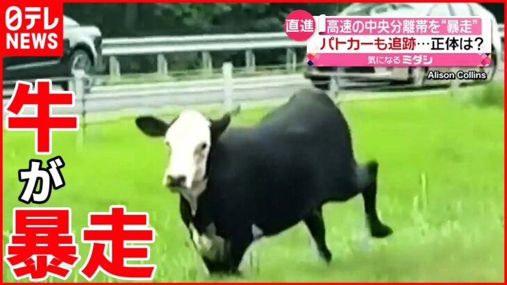 【アメリカ】高速道路の中央分離帯を1頭の牛が“暴走” パトカーも追跡