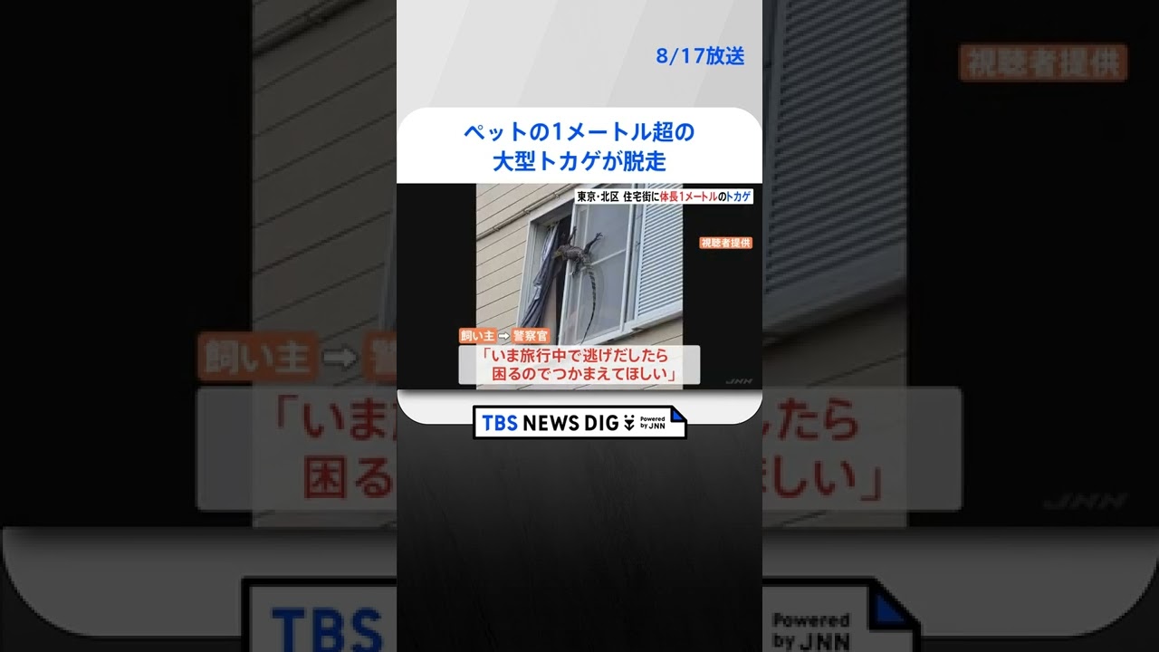 「1メートル以上のトカゲかワニが…」住宅街が一時騒然　ペットの1メートル超の大型トカゲが脱走するも警察が捕獲　東京・北区#shorts