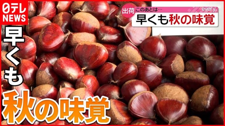 【きょうの1日】秋の味覚「丹沢栗」の出荷始まる 愛媛の高原ではコスモスが見頃に