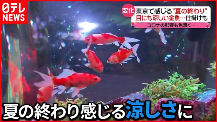 【きょうの1日】東京では“夏の終わり”感じる気温に…目にも涼しい金魚の展示も