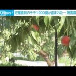 モモ1000個盗まれる「良いモモが…」収穫直前の農家　落胆　福島市(2022年8月11日)
