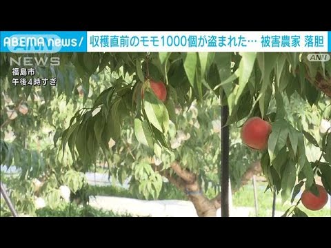 モモ1000個盗まれる「良いモモが…」収穫直前の農家　落胆　福島市(2022年8月11日)