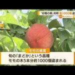 収穫直前“モモ”1000個盗まれる　被害額16万円相当(2022年8月12日)
