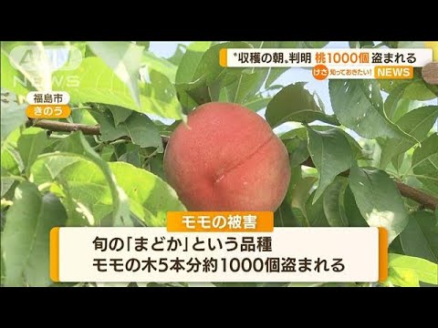 収穫直前“モモ”1000個盗まれる　被害額16万円相当(2022年8月12日)
