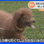 犬も帰りたがる…全国101地点で猛暑日　北日本では大雨｜TBS NEWS DIG