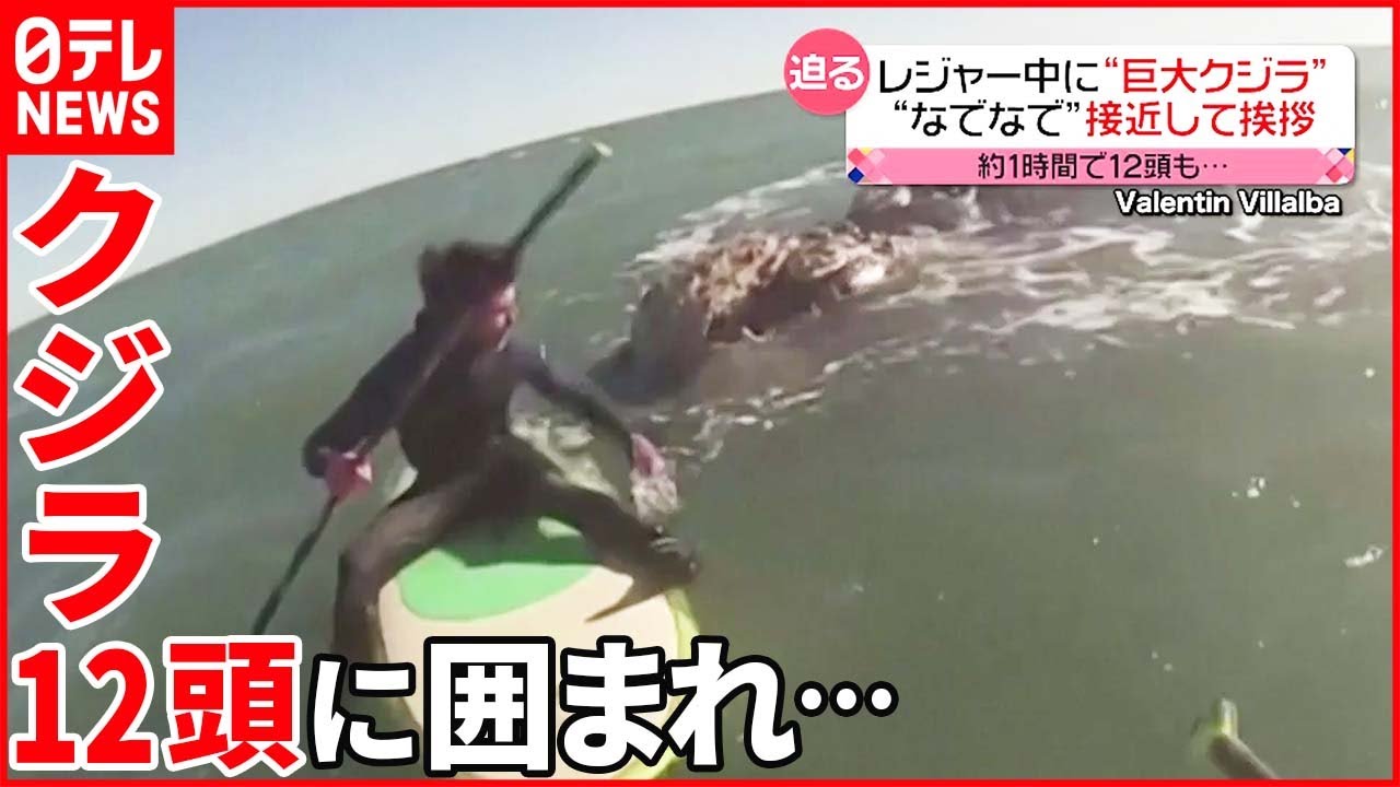 【クジラ12頭】マリンレジャー中に接近 約1時間も… アルゼンチン