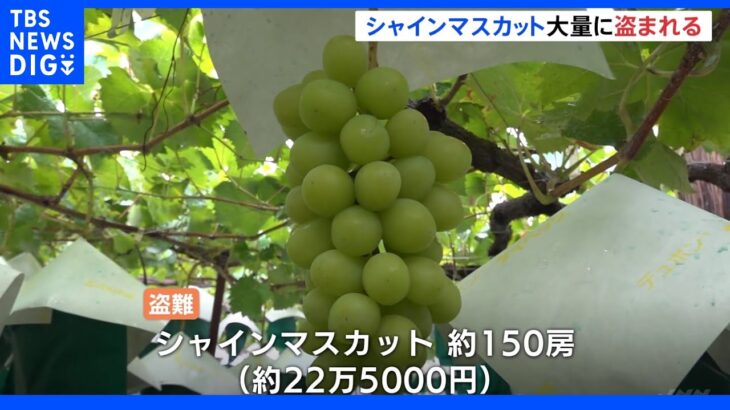 山梨・南アルプス市でシャインマスカット150房盗難　被害額22万5000円｜TBS NEWS DIG