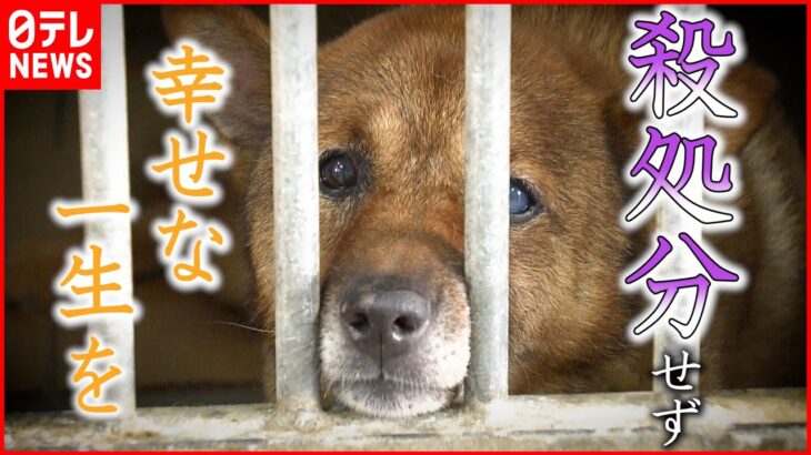 【殺処分】年間1500頭以上… 犬猫の命を守るためにできること　愛媛　NNNセレクション