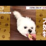 【クギヅケ】思わず二足歩行…お芋にドはまり犬(2022年8月15日)