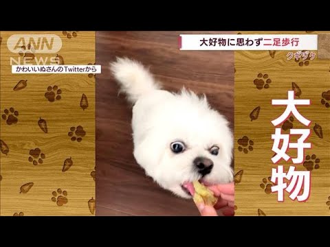 【クギヅケ】思わず二足歩行…お芋にドはまり犬(2022年8月15日)