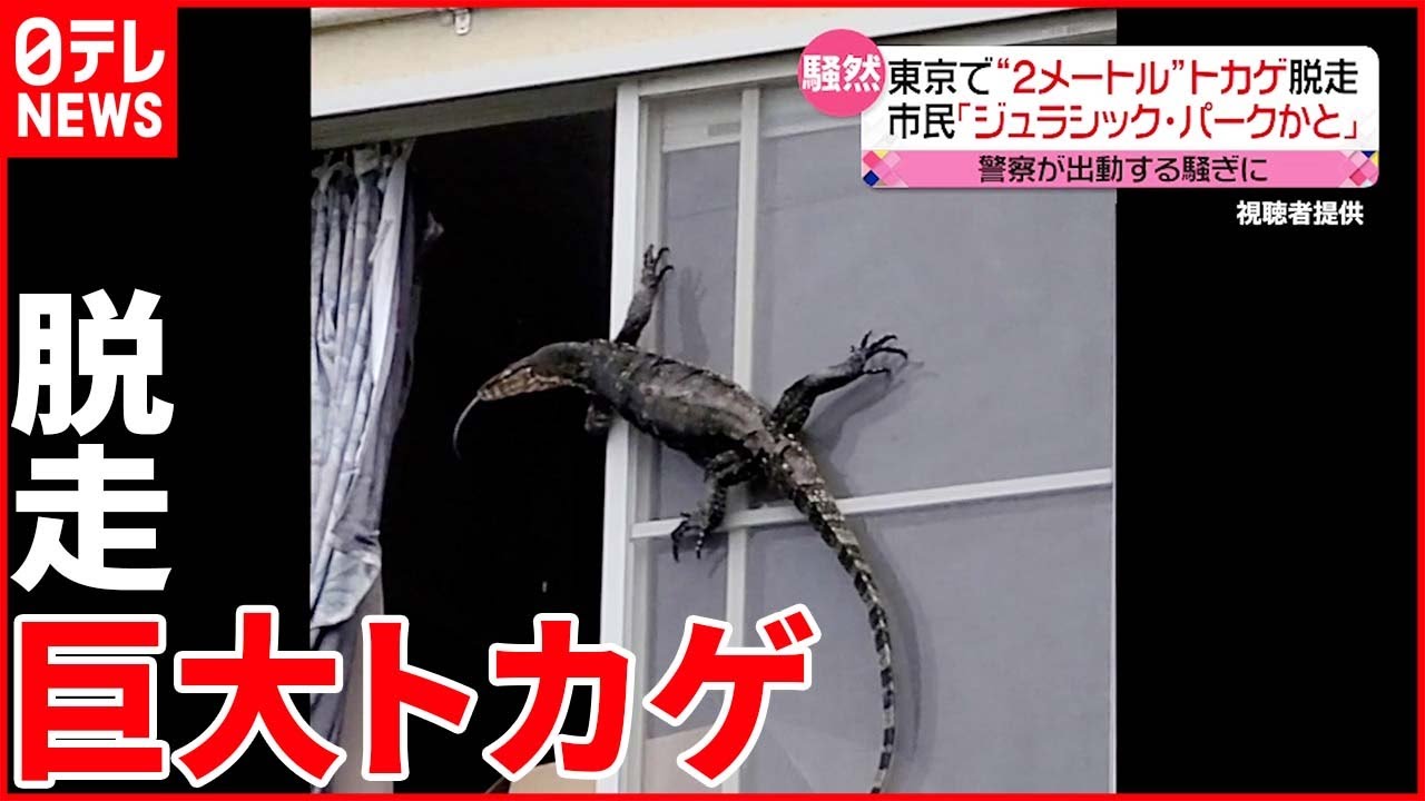 【体長2メートルほど】“巨大”トカゲ脱走…警察出動の騒ぎに 飼い主は旅行中