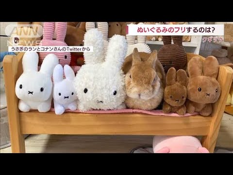 【クギヅケ】ぬいぐるみのフリをしているのは？(2022年8月29日)