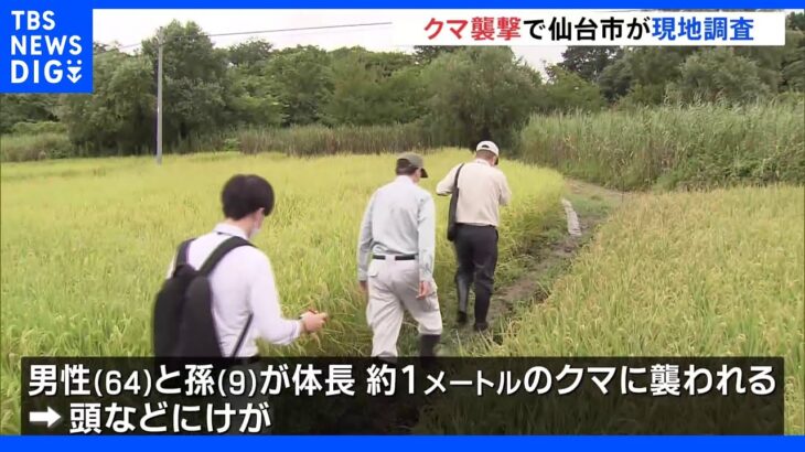 クマに襲われて2人けが 仙台市の職員と専門家らがきょう現場調査 14日にもクマ襲撃で2人けが｜TBS NEWS DIG
