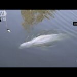 仏セーヌ川でシロイルカを目撃　救助隊も出動(2022年8月7日)