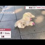 筋金入り プロ級の散歩“拒否犬”(2022年8月18日)