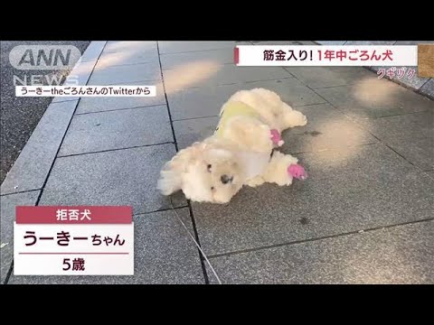 筋金入り プロ級の散歩“拒否犬”(2022年8月18日)