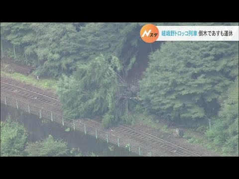 嵯峨野トロッコ列車の線路に「倒木」…22日も運休　運転士が発見し列車は駅に引き返す（2022年8月21日）