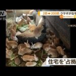 2年で2匹→200匹“多頭飼育崩壊”ウサギが住宅占拠(2022年8月11日)