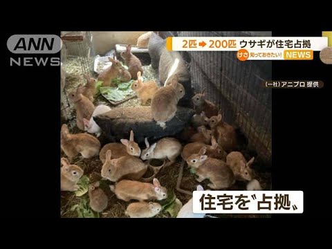2年で2匹→200匹“多頭飼育崩壊”ウサギが住宅占拠(2022年8月11日)
