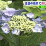約３万本が斜面で色鮮やかに咲き誇る「あじさい」が見ごろ　徳島・大川原高原（2022年8月1日）