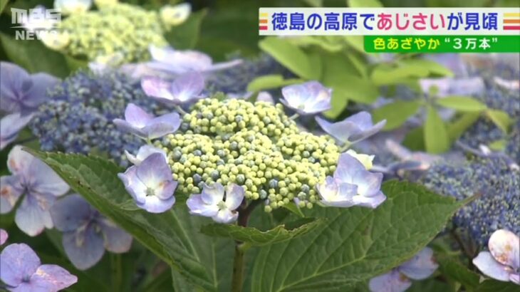 約３万本が斜面で色鮮やかに咲き誇る「あじさい」が見ごろ　徳島・大川原高原（2022年8月1日）