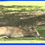 鹿も“ぐったり” 各地で危険な暑さ　埼玉・山梨では39.5度に｜TBS NEWS DIG