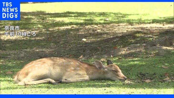 鹿も“ぐったり” 各地で危険な暑さ　埼玉・山梨では39.5度に｜TBS NEWS DIG