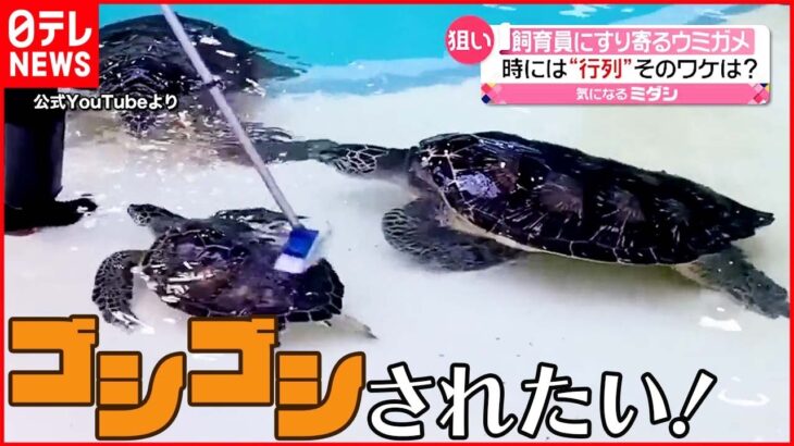 【ウミガメ】飼育員に“おねだり” 時には行列も…