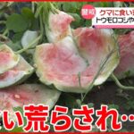 【クマの出没や遭遇に注意】トウモロコシやスイカが… 北海道で農作物の被害相次ぐ