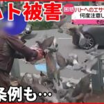 【ハト被害に悩む住民】大田区では「ハトへのエサやり禁止」条例も…