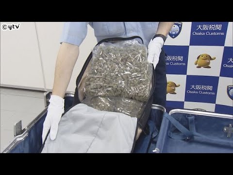 ２キロ超の乾燥大麻をスーツケースに…大麻取締法違反などの罪で京都市の男（２８）を逮捕・起訴