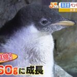 ４年ぶりに誕生した『ジェンツーペンギンの赤ちゃん』すくすく成長中！体重約３０倍に（2022年8月3日）