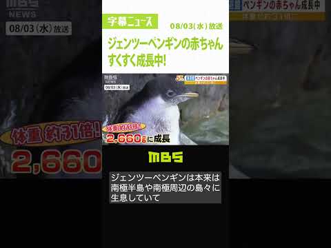 ４年ぶりに誕生した『ジェンツーペンギンの赤ちゃん』すくすく成長中！体重約３０倍に（2022年8月3日）#Shorts #ジェンツーペンギン #赤ちゃん