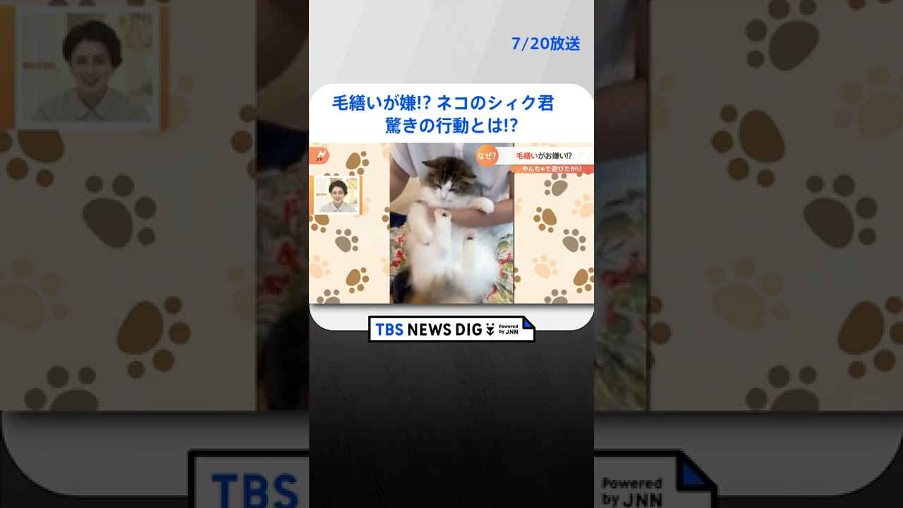 毛繕いが嫌!? ある行動をしてしまうネコのシィク君　驚きの行動とは!? #shorts ｜TBS NEWS DIG