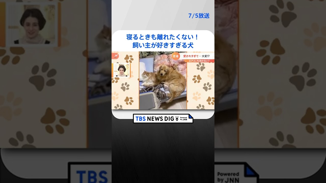 寝るときも離れたくない！飼い主が好きすぎてベッドを占領してしまう犬#shorts ｜TBS NEWS DIG