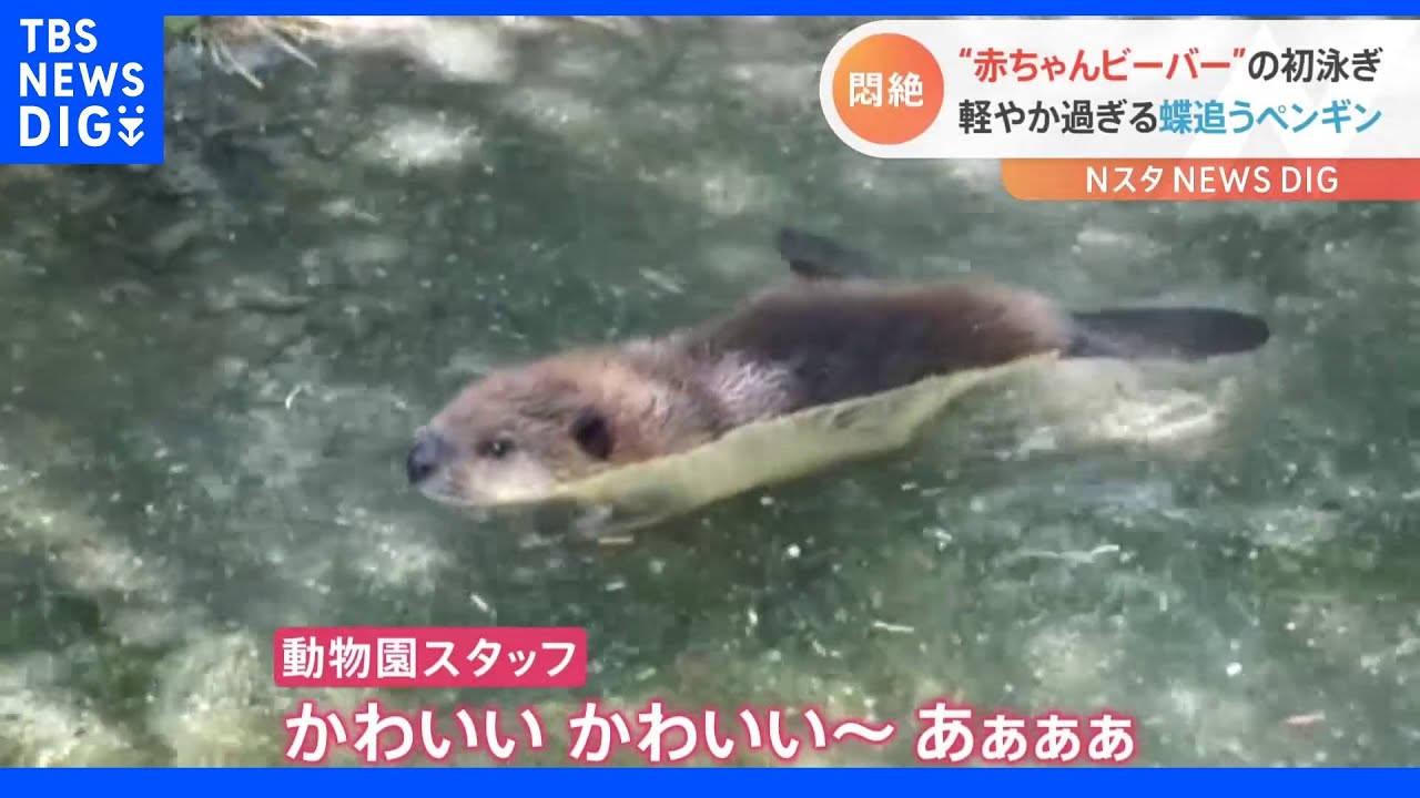 「たわしみたいだなぁ」プカプカ浮かぶビーバーの赤ちゃんに悶絶！＆「まてまてー！」蝶に翻弄されるペンギンの姿が話題に！｜TBS&nbsp;NEWS&nbsp;DIG